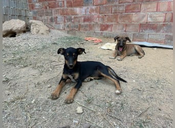 ANGELITA-liebe, hübsche kleine Hundeprinzessin sucht ihr liebevolles "Für-immer-Zuhause"