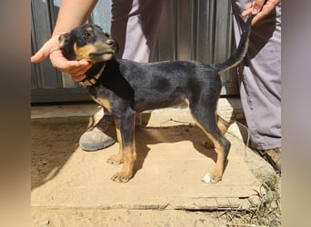 ANGELITA-liebe, hübsche kleine Hundeprinzessin sucht ihr liebevolles "Für-immer-Zuhause"