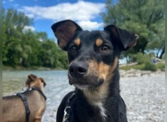 ANGELITA(COCO)-liebe, hübsche kleine Hundeprinzessin sucht ihr liebevolles "Für-immer-Zuhause"