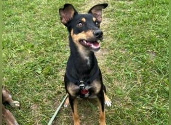 ANGELITA(COCO)-liebe, hübsche kleine Hundeprinzessin sucht ihr liebevolles "Für-immer-Zuhause"