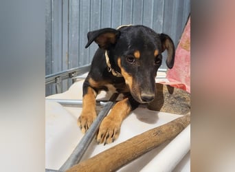 ANGELITA-liebe, hübsche kleine Hundeprinzessin sucht ihr liebevolles "Für-immer-Zuhause"