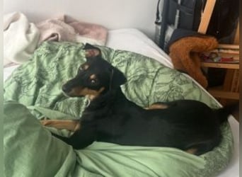 ANGELITA(COCO)-liebe, hübsche kleine Hundeprinzessin sucht ihr liebevolles "Für-immer-Zuhause"