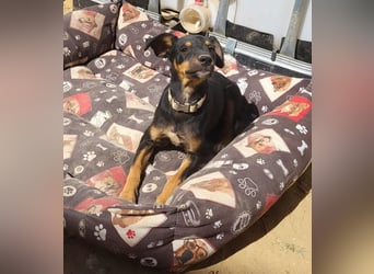 ANGELITA-liebe, hübsche kleine Hundeprinzessin sucht ihr liebevolles "Für-immer-Zuhause"