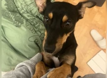 ANGELITA(COCO)-liebe, hübsche kleine Hundeprinzessin sucht ihr liebevolles "Für-immer-Zuhause"
