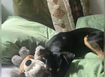 ANGELITA(COCO)-liebe, hübsche kleine Hundeprinzessin sucht ihr liebevolles "Für-immer-Zuhause"