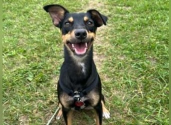 ANGELITA(COCO)-liebe, hübsche kleine Hundeprinzessin sucht ihr liebevolles "Für-immer-Zuhause"