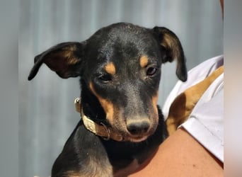 ANGELITA-liebe, hübsche kleine Hundeprinzessin sucht ihr liebevolles "Für-immer-Zuhause"