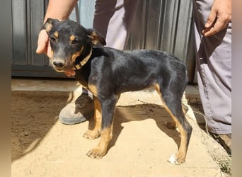 ANGELITA-liebe, hübsche kleine Hundeprinzessin sucht ihr liebevolles "Für-immer-Zuhause"