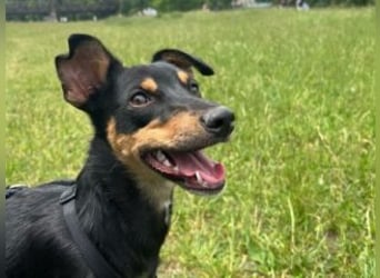 ANGELITA(COCO)-liebe, hübsche kleine Hundeprinzessin sucht ihr liebevolles "Für-immer-Zuhause"