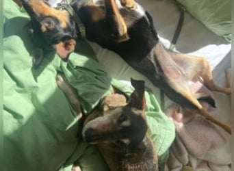 ANGELITA(COCO)-liebe, hübsche kleine Hundeprinzessin sucht ihr liebevolles "Für-immer-Zuhause"