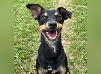 ANGELITA(COCO)-liebe, hübsche kleine Hundeprinzessin sucht ihr liebevolles "Für-immer-Zuhause"