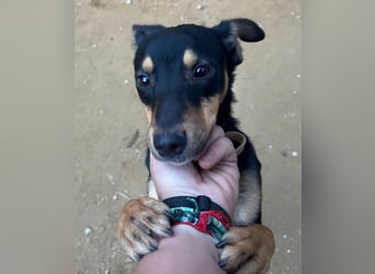 ANGELITA-liebe, hübsche kleine Hundeprinzessin sucht ihr liebevolles "Für-immer-Zuhause"