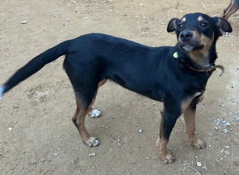 ANGELITA-liebe, hübsche kleine Hundeprinzessin sucht ihr liebevolles "Für-immer-Zuhause"