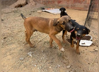 ANGELITA-liebe, hübsche kleine Hundeprinzessin sucht ihr liebevolles "Für-immer-Zuhause"