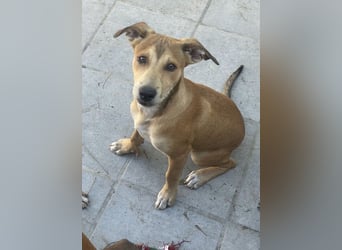 Azor wird dein Herz im Sturm erobern