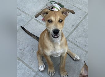 Azor wird dein Herz im Sturm erobern