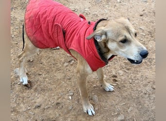 Azor wird dein Herz im Sturm erobern