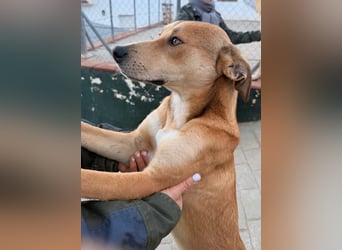 Azor wird dein Herz im Sturm erobern