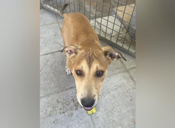 Azor wird dein Herz im Sturm erobern