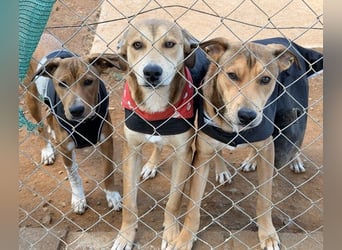 Azor wird dein Herz im Sturm erobern