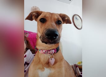 DELLA träumt vom eigenen Körbchen