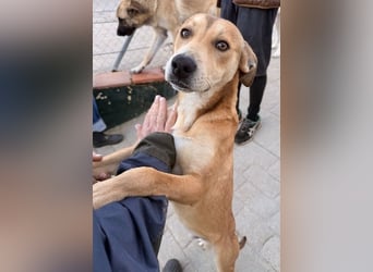 Azor wird dein Herz im Sturm erobern