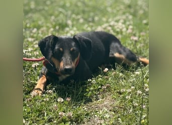 Norman, ein sanfter zarter Schatz