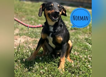 Norman, ein sanfter zarter Schatz