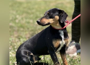 Norman, ein sanfter zarter Schatz