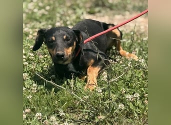 Norman, ein sanfter zarter Schatz