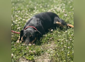 Norman, ein sanfter zarter Schatz