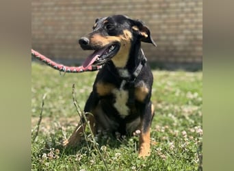 Norman, ein sanfter zarter Schatz