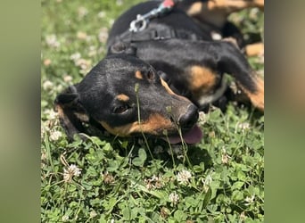 Norman, ein sanfter zarter Schatz
