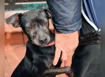 Ivonelle - Wenn Jahre dreifach zählen