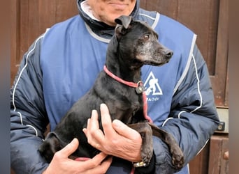 Ivonelle - Wenn Jahre dreifach zählen