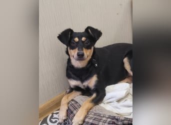 Süße Emily wünscht sich ein Für-immer-Zuhause