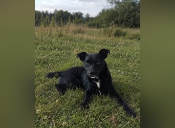 Noel - entzückendes Pinscher-Mix-Mädchen Pflegestelle 46240 Bottrop