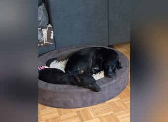 Aaron, junger Pinschermischling in 41812 Erkelenz sucht ein Zuhause