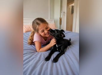 Noel - entzückendes Pinscher-Mix-Mädchen Pflegestelle 46240 Bottrop