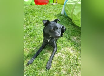 Noel - entzückendes Pinscher-Mix-Mädchen Pflegestelle 46240 Bottrop