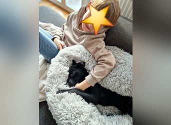 Noel - entzückendes Pinscher-Mix-Mädchen sucht ein FÜr-Immer-Zuhause