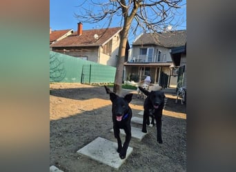 Aaron, junger Pinschermischling in 41812 Erkelenz sucht ein Zuhause