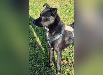 Noel - entzückendes Pinscher-Mix-Mädchen sucht ein FÜr-Immer-Zuhause