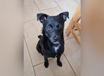 Noel - entzückendes Pinscher-Mix-Mädchen sucht ein FÜr-Immer-Zuhause