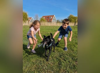 Noel - entzückendes Pinscher-Mix-Mädchen Pflegestelle 46240 Bottrop