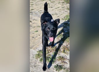 Noel - entzückendes Pinscher-Mix-Mädchen sucht ein FÜr-Immer-Zuhause