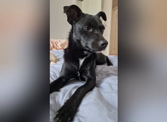 Noel - entzückendes Pinscher-Mix-Mädchen sucht ein FÜr-Immer-Zuhause
