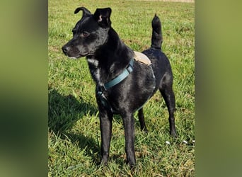 Noel - entzückendes Pinscher-Mix-Mädchen sucht ein FÜr-Immer-Zuhause