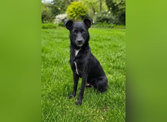 Noel - entzückendes Pinscher-Mix-Mädchen sucht ein FÜr-Immer-Zuhause