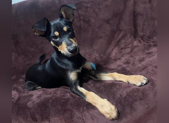 Fosquito, ein katzenverträglicher Gute Laune Hund